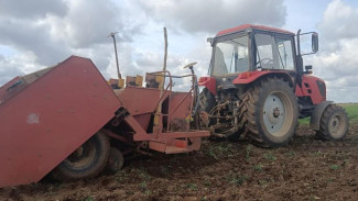 Крымские фермеры начали сеять картофель