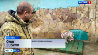 В Крым привезли пять  краснокнижных бенгальских тигров
