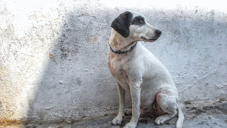 Чиновников крымской столицы обязали отлавливать бродячих собак