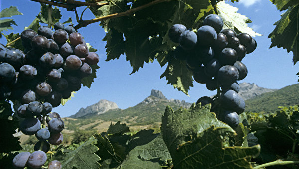 В Крыму создадут агропарки и внедрят передовые технологии производства вина