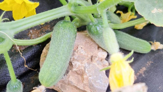 В Крыму занялись производством семян огурца