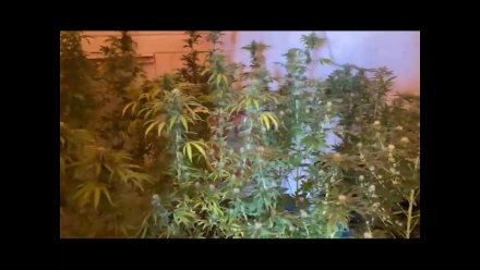 Крымские полицейские нашли плантацию конопли в Сакском районе