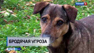 В Крыму участились случаи нападения бродячих собак на людей