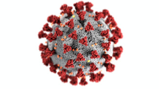 Первые случаи «бразильского» штамма коронавируса выявлены в России
