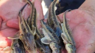  Рыбоводные заводы выпустили более 30 млн мальков русского осётра в водоёмы России