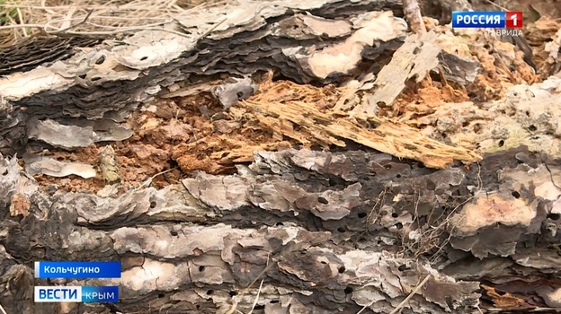 Массовую гибель сосен зафиксировали в лесах Крыма