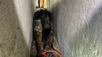 В Севастополе спасли собаку, застрявшую в подвале между плитами