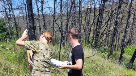 В Бахчисарайском районе вырубят сгоревший лес
