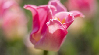 Назван генерал парада тюльпанов в Никитском ботаническом саду