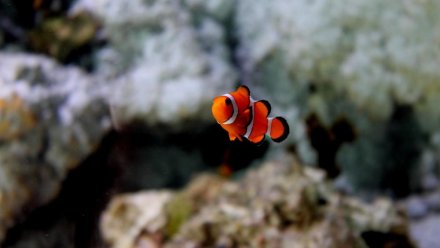 В Крыму открыли первый туннельный океанариум 