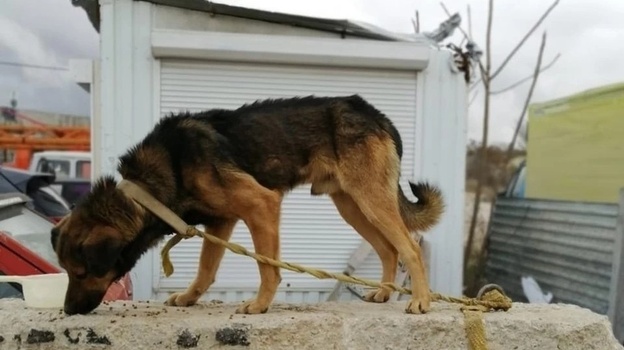 Собаку отправили на десятидневный карантин в Бахчисарайском районе 