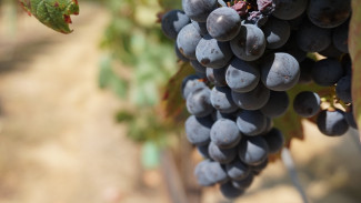 Минсельхоз Крыма начал приём документов на меры поддержки винной отрасли