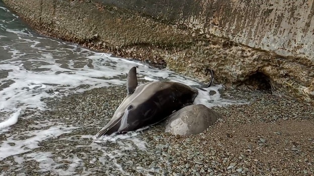 На берег под Алуштой выбросило мертвого дельфина