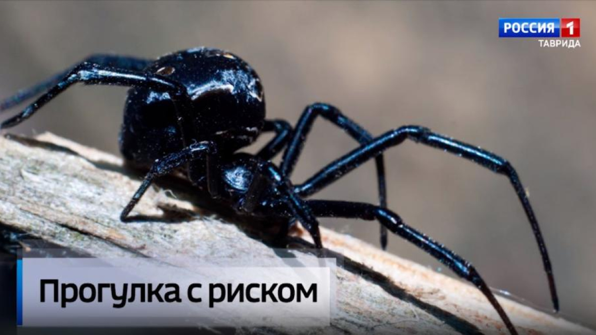 Что делать при укусе ядовитого паука, и в каких регионах Крыма они обитают  – Новости Крыма – Вести Крым