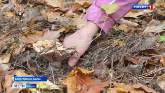 В Крыму наступил самый благоприятный период для сбора грибов