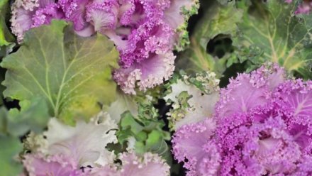 На клумбах Ялты высаживают морозостойкую декоративную капусту 