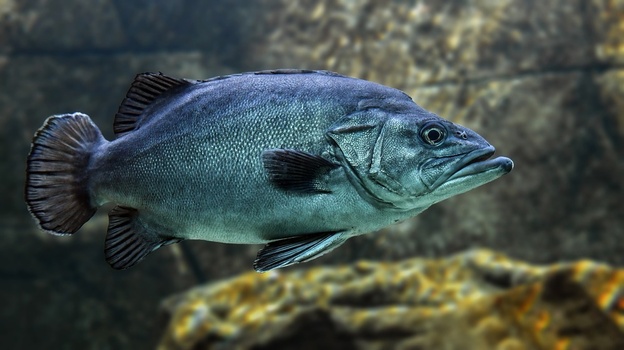 Можно ли ловить рыбу в Сивашском заливе - власти