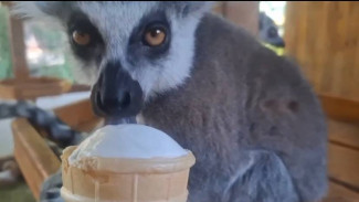 Питомцев в Бахчисарайском парке миниатюр спасают от жары прохладным душем и мороженым