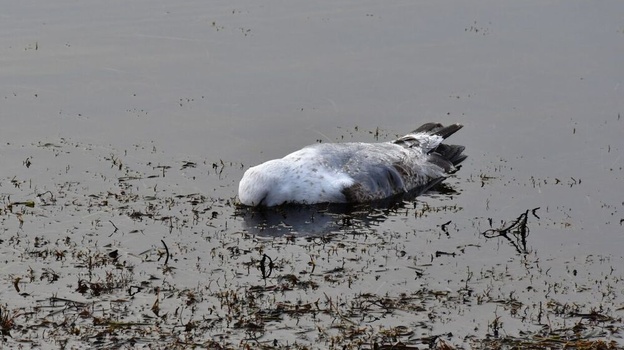 У побережья Крыма погибли птицы