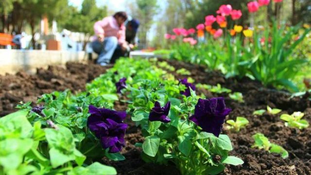 Вандалы в Керчи украли цветы с городских клумб