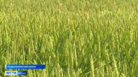 Аграриям Крыма выплатили 90 млн за потерянный урожай риса