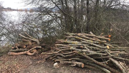 Браконьеры вырубили около 20 деревьев в Симферопольском районе
