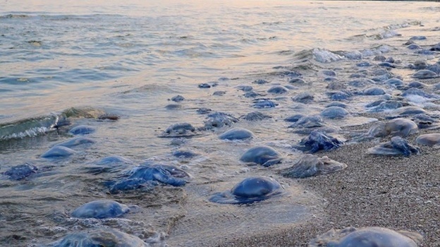 В Азовском море резко выросла численность медуз