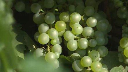 Весенние заморозки повредили десятки гектаров крымских виноградников