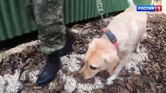 Служебные собаки будут проверять поезда в Крыму