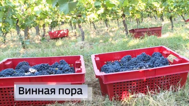 Поработать на виноградниках Крыма приезжают туристы со всей России