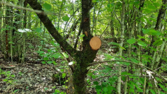 Крымчанина осудили за незаконную рубку на территории ландшафтного парка