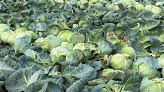 В Крыму собрали более 26,7 тыс тонн капусты в 2025 году