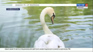 В Симферополе спасли лебедя, перекормленного хлебом