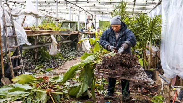 В парках Симферополя готовятся к зиме