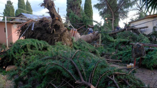 В Ялте ветер повалил двухвековое дерево
