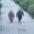 В Ялте задержали пару из Краснодарского края, подозреваемую в грабеже