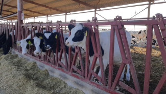 Более 60 миллионов рублей выделят на поддержку молочного скотоводства в Крыму