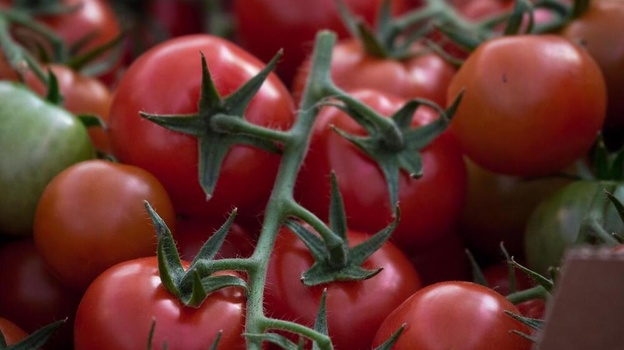 Производство овощей увеличилось в Крыму на 40% 