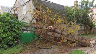 Дерево заблокировало жителей трёх домов в Симферополе