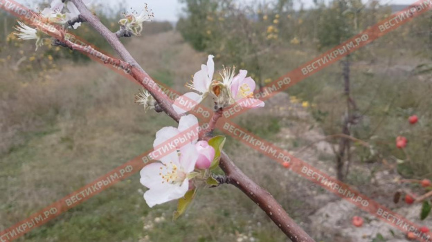 В Бахчисарае, вопреки погоде, расцвели яблони