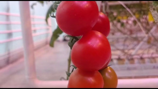 Первый в 2023 году урожай томатов собрали в Крыму