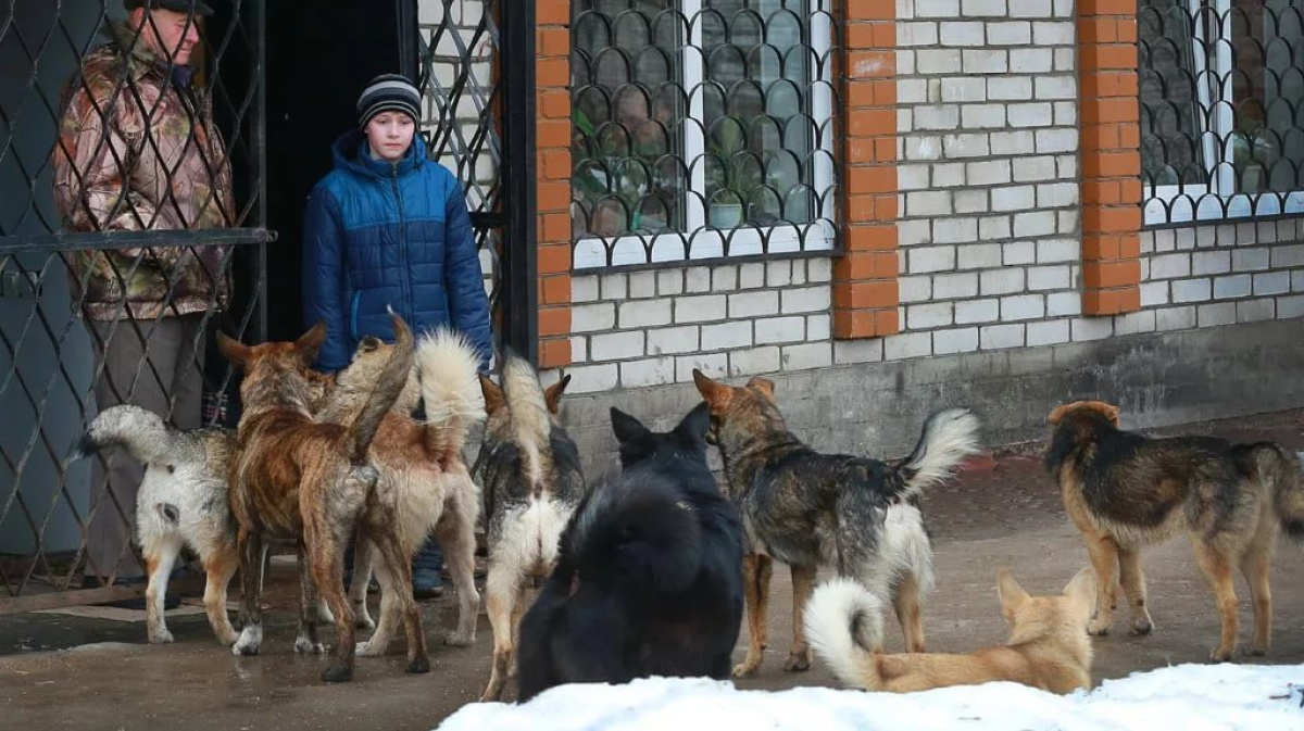 Стая бродячих собак фото