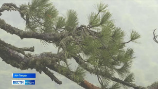 Лисы и шакалы зимой ходят на охоту в крымские села