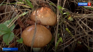 Съедобными грибами можно отравиться — эксперт