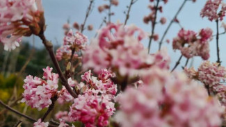 Более 1200 растений высадят 18 марта в Большой Ялте
