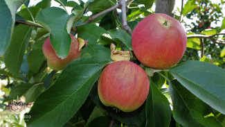 В Крыму собрали более 200 тонн яблок