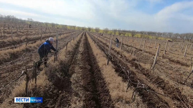 Крымские виноградари получат 900 миллионов рублей
