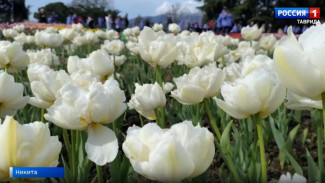 Уникальные тюльпаны представили в Никитском ботаническом саду
