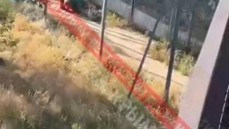  Кадры нападения льва на Олега Зубкова в парке Тайган