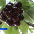 В Крыму появятся новые сады черешни, сливы и персика